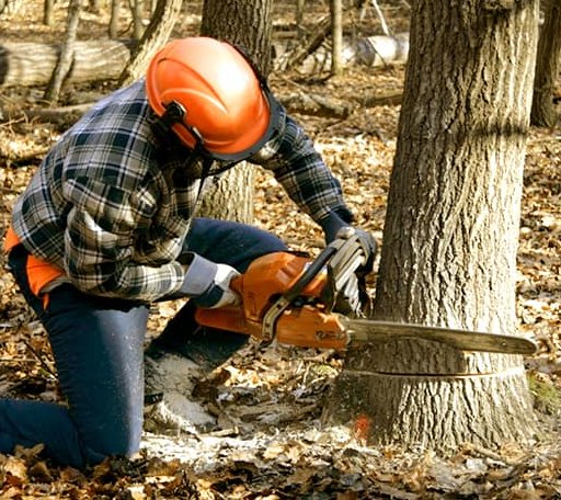 Tree Removal in Fiskeville, RI